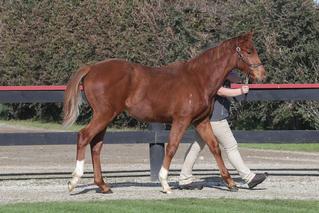 Lot 19 (Proisir x Pennacchio) secured by Sydney-based trainer Anthony Cummings for $107,500.